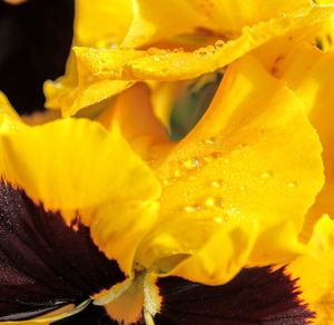 Close-up of yellow rose flower