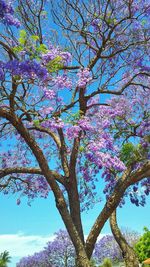 Low angle view of flowers against blue sky