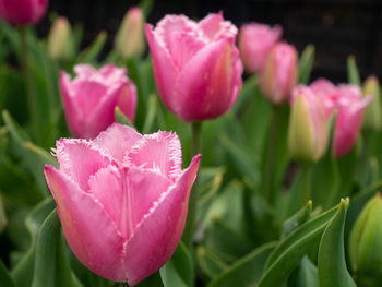 Close-up of pink rose flowers