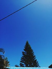 Low angle view of pine trees against clear blue sky