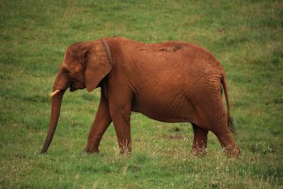 Elephants on field