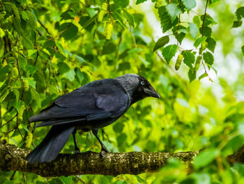 Bird perching on a tree