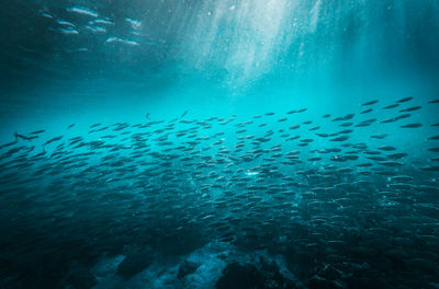 Flock of fish swimming in sea