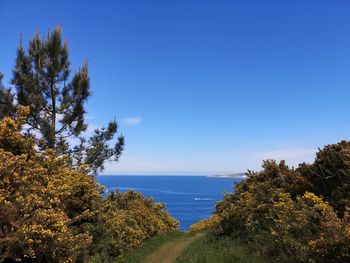 Scenic view of trees against clear blue sky