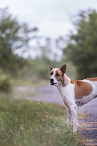 Dog running on field