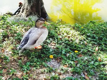 View of bird on rock