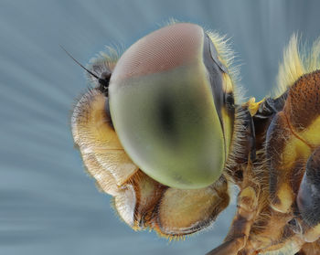 Close-up of fly