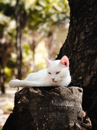 White cat on tree trunk
