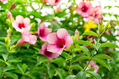 Close-up of pink flowers blooming outdoors