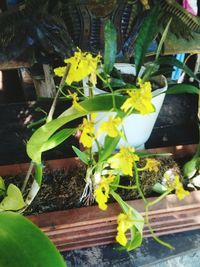 Close-up of yellow flower blooming in garden