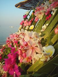 Close-up of pink bougainvillea blooming by sea against sky