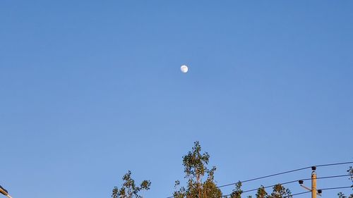 Low angle view of trees against clear blue sky