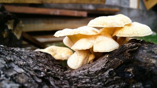 Close-up of mushroom on tree trunk