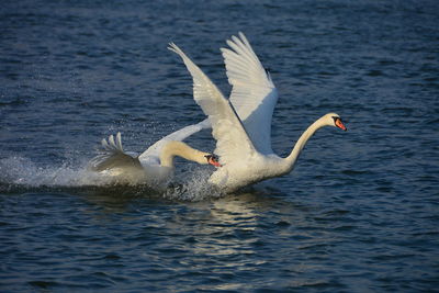 Swan chasing another swan on blue water