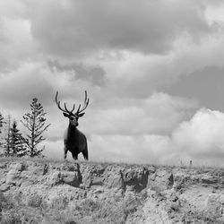 Horse standing on field against sky