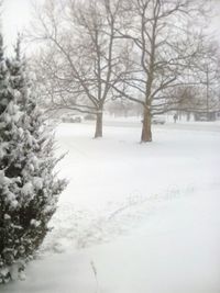 Bare trees on snow covered landscape