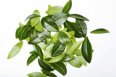 Close-up of fresh green plant against white background