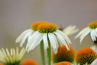 Close-up of orange flowering plant
