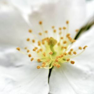 Close-up of white flower