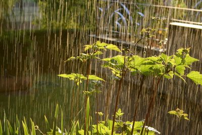 Close-up of leaves in water