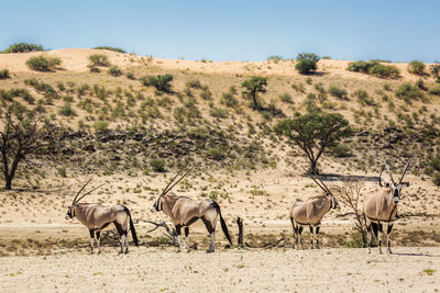 Antelopes standing at desert