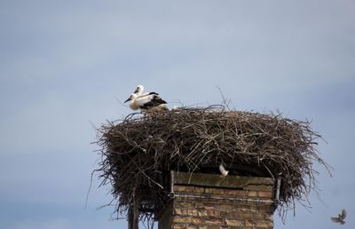Young storks in the nest