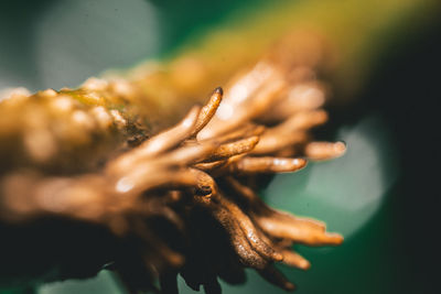 Close-up of wilted plant