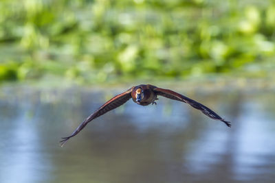 Close-up of a bird flying over blurred background