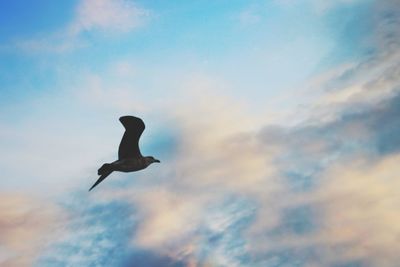 Low angle view of bird flying in sky