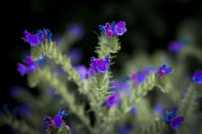 Close-up of purple flowering plant in park