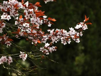 Close-up of cherry blossoms in spring