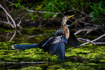 Bird on moss