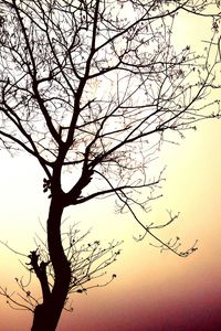 Low angle view of bare trees against sky at sunset