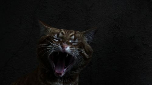 Close-up of cat
