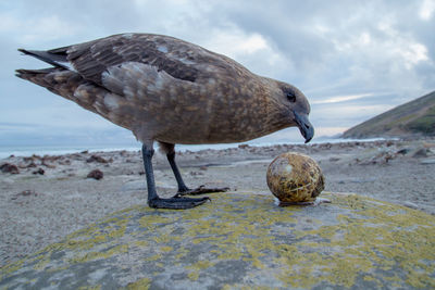 Close-up of seagull on beach