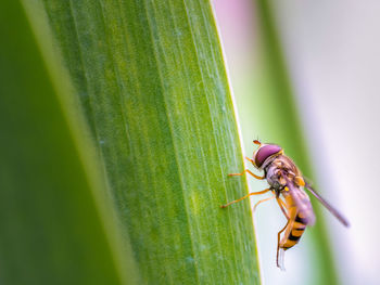 Close-up of insect on leaf