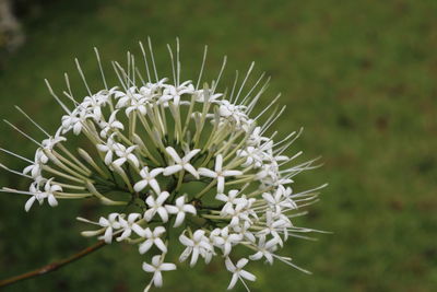 Close-up of white flowering plant on field