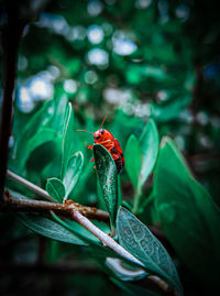 Close-up of insect on leaf