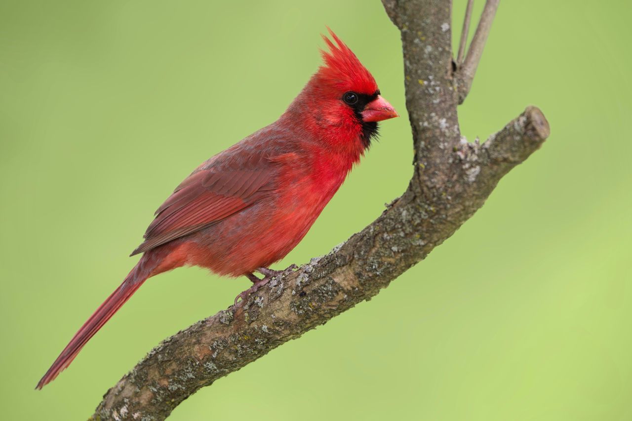 CLOSE-UP OF BIRD PERCHING ON TREE