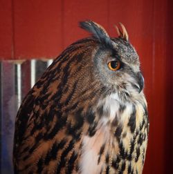 Close-up of owl