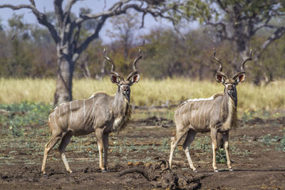 Deer standing on land in forest