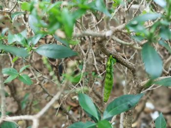 Close-up of plant growing on field