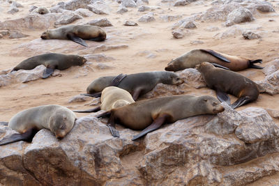 High angle view of sea lion