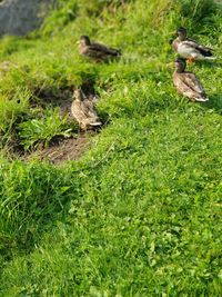 Bird in a field