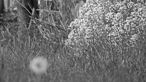 Full frame shot of flowering plants on field