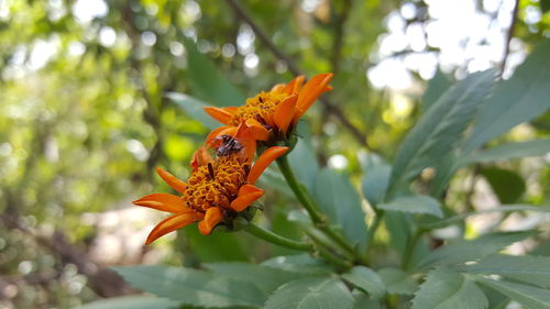 Close-up of spider on orange flower