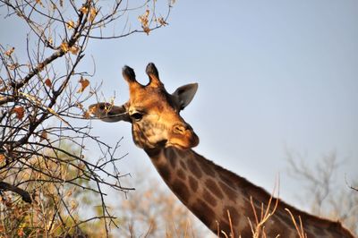 Low angle view of giraffe against clear sky