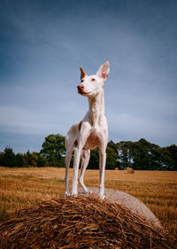View of dog standing on field against sky