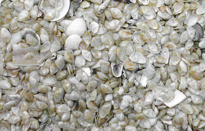 Full frame shot of shells