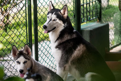 View of a dog looking through fence